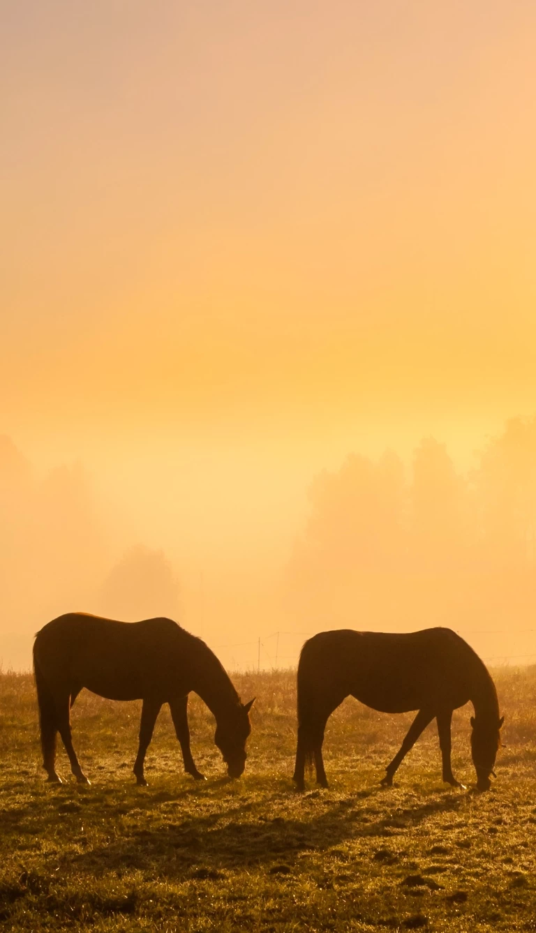 dwa konie na łące o zachodzie słońca